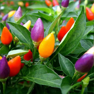 Aladdin Ornamental Pepper Seeds (WINTER) نمائشی لال مرچ