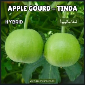 Apple Gourd - TINDA Seeds , Hybrid (SUMMER)