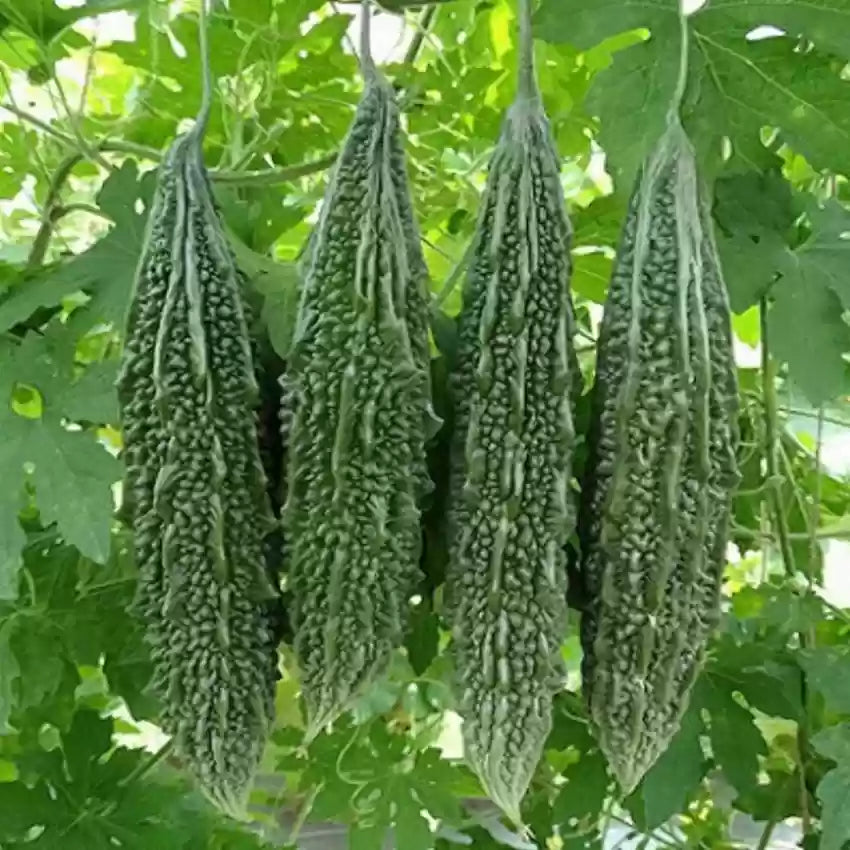 Bitter Gourd Long Seeds, F1 Hybrid (SUMMER) کریلا لمبا