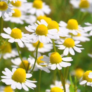 Chamomile Seeds گلِ بابونہ