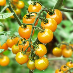 Cherry Tomato – Yellow Determinate (WINTER)