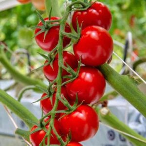 Cherry Vine Tomato Seeds - Red Indeterminate (20 Seeds) {WINTER} چیری ٹماٹر لال- بیل والا
