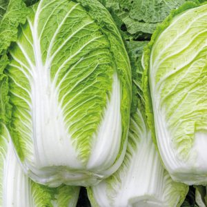 Chinese Cabbage Seeds (Napa Cabbage), F1 Hybrid {WINTER} چائنا گوبھی