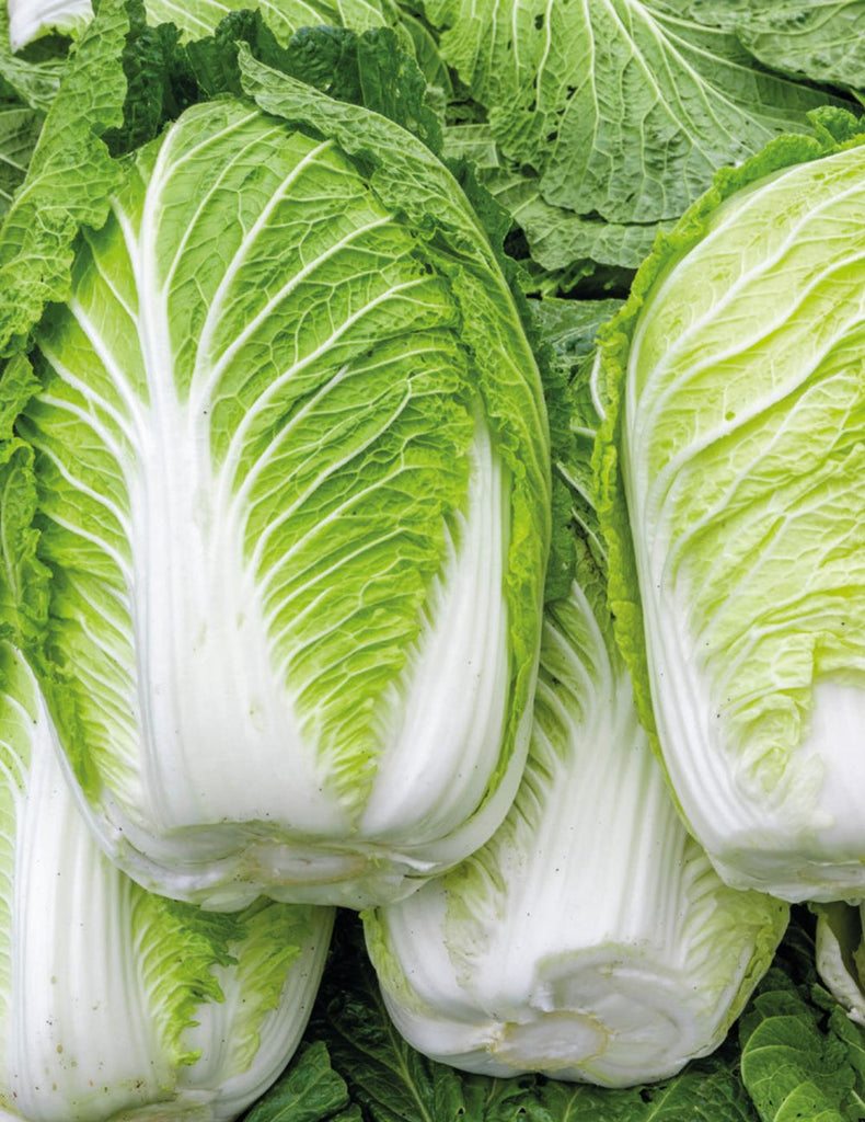 Chinese Cabbage Seeds (Napa Cabbage), F1 Hybrid {WINTER} چائنا گوبھی
