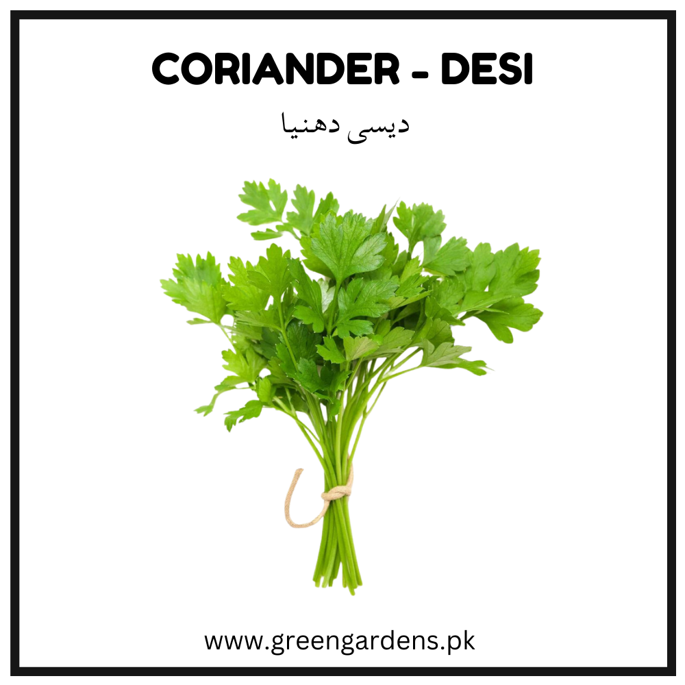 Coriander Seeds - Desi ( Irani) {WINTER/ SUMMER} دیسی دھنیا