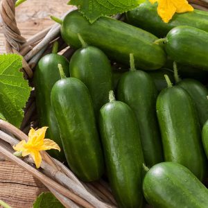 Cucumber Piko F1 Seeds