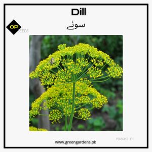Dill Seeds سوئے