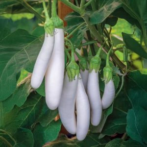 Eggplant White Long Seeds, F1 Hybrid (WINTER/ SUMMER) بینگن سفید لمبا