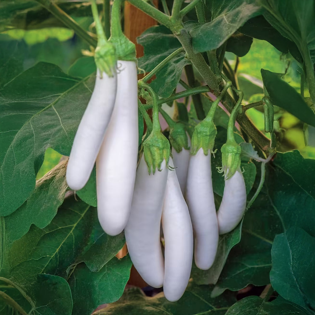Eggplant White Long Seeds, F1 Hybrid (WINTER/ SUMMER) بینگن سفید لمبا