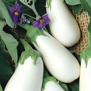 Eggplant White Teardrop Shaped Seeds, F1 Hybrid (SUMMER/ WINTER)