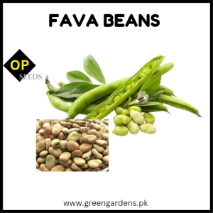 FAVA BEANS