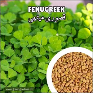 Fenugreek (Kasuri Methi) {WINTER} قصوری میتھی