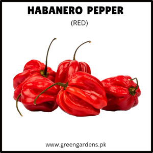HABANERO Pepper Seeds - Red (WINTER)