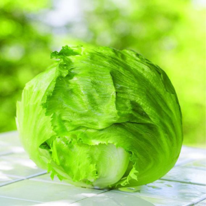 Iceberg Lettuce Seeds, F1 Hybrid (WINTER) آئس برگ