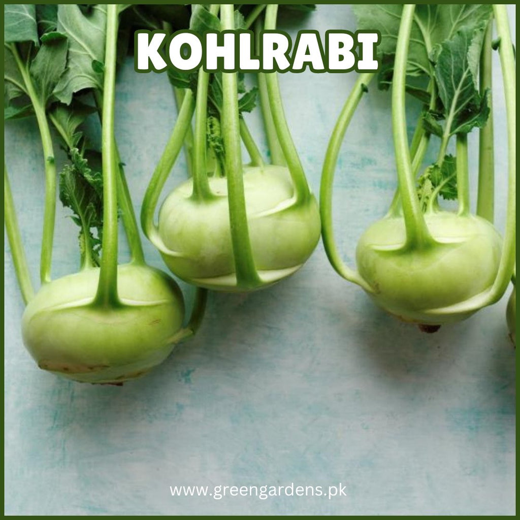 Kohlrabi گنڈھ گوبھی