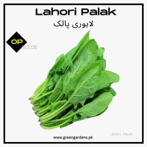 Lahori Palak Seeds (Cut Leaved) دیسی لاہوری پالک