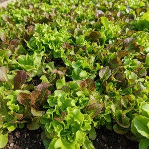 Lettuce Salad Seeds - Mixed