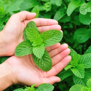 Mint Seeds ( WINTER/ SUMMER) پودینہ