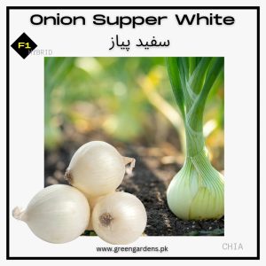 Onion Seeds (Supper White), F1 Hybridسفید پیاز