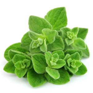 Oregano Greek Seeds (WINTER) آریگانو