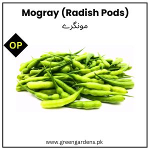 Radish Pods | Mongray (WINTER) مونگرے