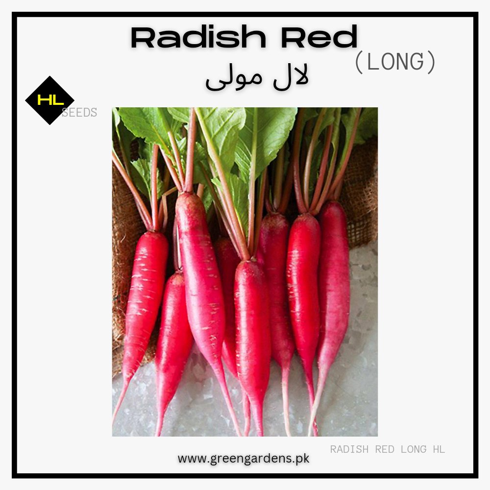 Radish Red Long (Heirloom) {WINTER}لال مولی لمبی
