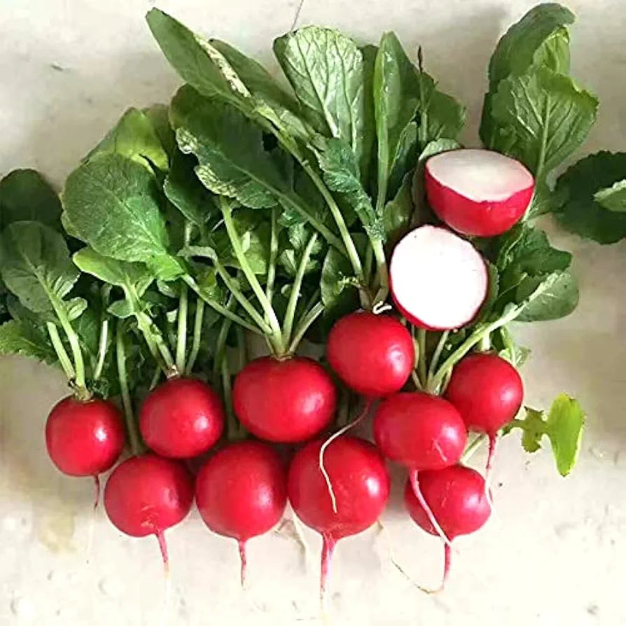 Radish Red - Round (WINTER/SUMMER) لال مولی گول