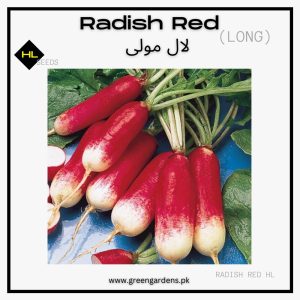 Radish Red & White (WINTER) لال مولی لمبی
