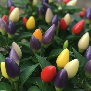 Seven Colour Pepper Seeds