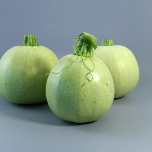 Summer Squash Seeds, F1 Hybrid (SUMMER)