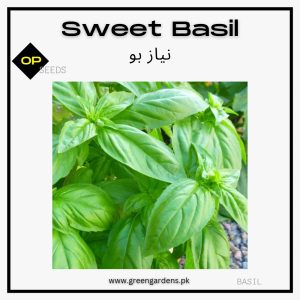 Sweet Basil (Green) Seedsنیاز بو