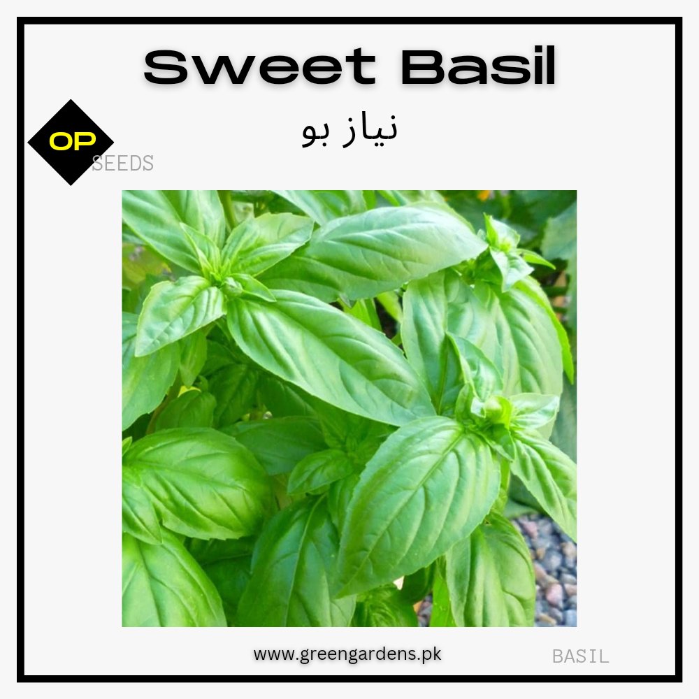 Sweet Basil (Green) Seedsنیاز بو
