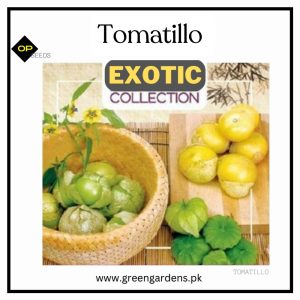 Tomatillo (WINTER)