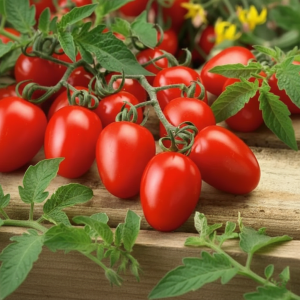 Tomato Seeds - Advanta F1 Hybrid indeterminate (Long) {WINTER} - ٹماٹر لمبا ہائیبرڈ
