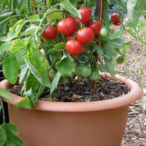 Tomato Stupice - Indeterminate Heirloom Seeds (WINTER)