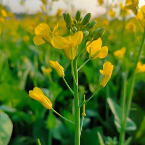 Toria Saag Seeds (Mustard) {WINTER} - توریا کا ساگ