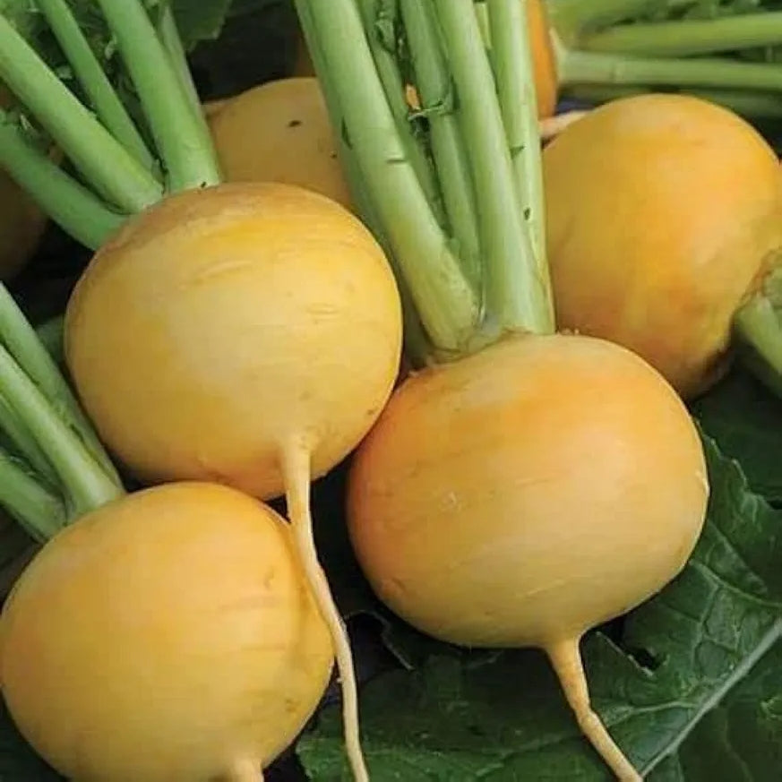 Turnip Seeds (Golden Ball) گولڈن شلجم