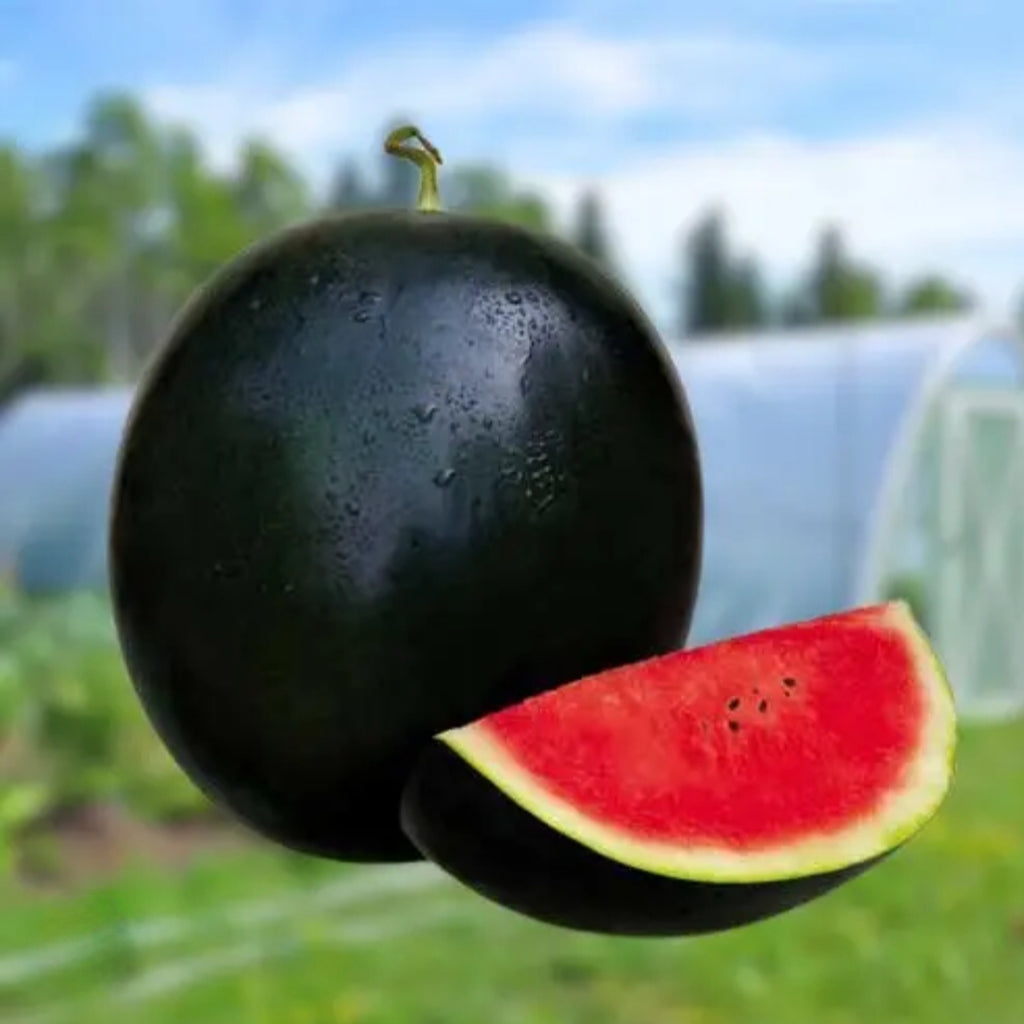 Watermelon Seeds - Augusta F1 Hybrid (SUMMER) تربوز