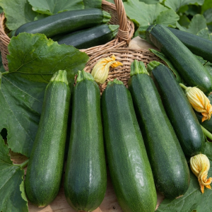 Zucchini Dark Green - (Italian)