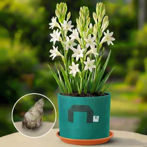 Tuberose (Single Petal) Bulbs - PACK OF 25