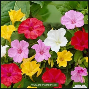 4' O Clock, Mirabilis Jalapa Seeds - Mix (SUMMER)گلِ عباسی